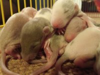 Ratty babies!