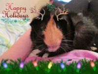 Photo of the WHEEK! Contest: Holiday Piggies