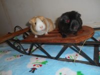 Photo of the WHEEK! Contest: Holiday Piggies