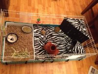 Babies are coming home tomorrow to their new home !!!  My cage :)