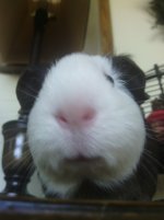 Post a Picture of your Guinea Pig!