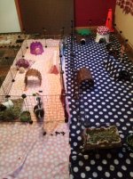 I need ideas for bedding in c & c cage