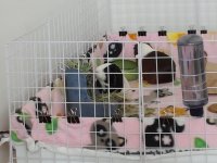 Dora and Olivia playing in the cage