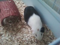 New Member of Piggie Family