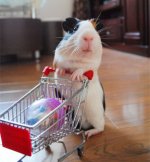 Mini-shopping-cart-small-cart-hamster-guinea-pig-guinea-pig-guinea-pig-toy-cart.jpg