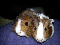 Post a Picture of your Guinea Pig!