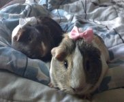 Penny and Cocoa bows!.jpg