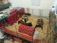 Using Disposable Bedding in a Large cage