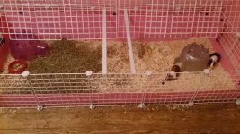 Using Disposable Bedding in a Large cage
