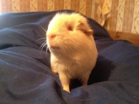 How Many Cavies Do You Have? (POLL)