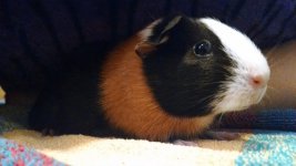 New to Piggies! So excited...
