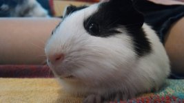 New to Piggies! So excited...