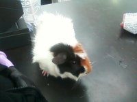 Just adopted two new guinea pigs!