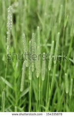 timothy grass.jpg