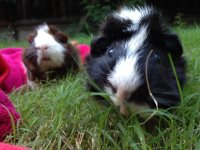 Photo of the WHEEK! Contest: Springtime Piggies