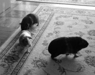Photo of the WHEEK! Contest: Black and White Pigtures!