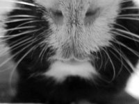 Photo of the WHEEK! Contest: Black and White Pigtures!