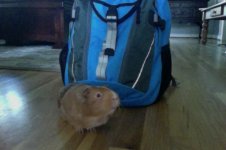 Photo of the WHEEK! contest: Back to School Pigs
