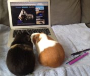 Photo of the WHEEK! contest: Back to School Pigs