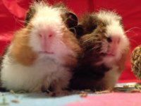 How Many Cavies Do You Have? (POLL)