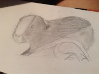 Guinea Pig drawings!