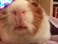 Photo of the WHEEK! contest: Piggy Noses