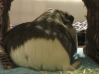 Photo of the WHEEK! contest: Piggy Bums!