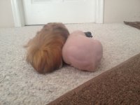 Photo of the WHEEK! contest: Piggy Bums!