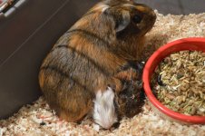 Pregnant Guinea Pig Fully Dialated.. how long till birth?