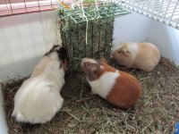 Anyone know about guinea pig genetics?