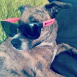 roxy with sunglasses.jpg