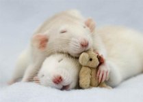 rats sleeping.jpg