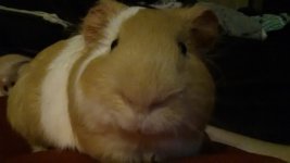 First time owner of two piggies under a year old, advice please!