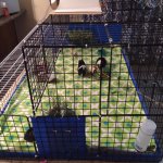 I hate their new cage