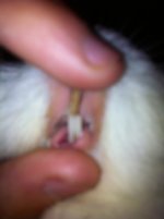 My guinea pig has a bad tooth!