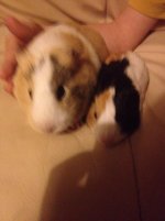 Why is one of my 6 month old female guinea pigs biting my 8 week old guinea pig?