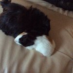 Why is one of my 6 month old female guinea pigs biting my 8 week old guinea pig?