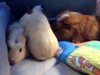New to guineapigs (I'm in NZ) - excited!