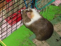 Have you heard of a Chincilla Guinea pig?