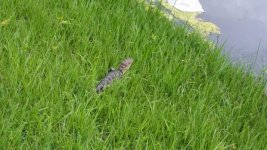 Alligator in My Backyard Today