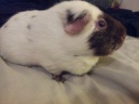 Is Bear a Cuy guinea pig?