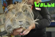 Looking to Adopt a Male Skinny Pig in Southern Ontario!