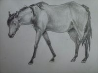 Horse.jpg
