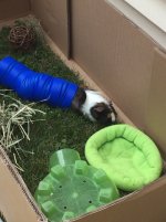 Hi!  New to the guinea pig world!  Learning as much as I can and love these forums.