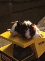 Hi!  New to the guinea pig world!  Learning as much as I can and love these forums.