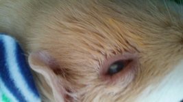 Bacon's Eye: Swelling, cut!
