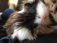 Which breed(s) of piggies do you own?