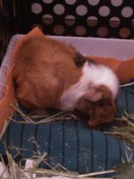 Is my guinea pig pregnant?