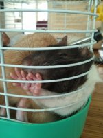 All about rats: cages, food, care, behaviour, taming