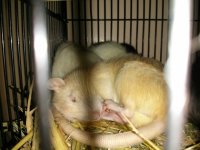 All about rats: cages, food, care, behaviour, taming